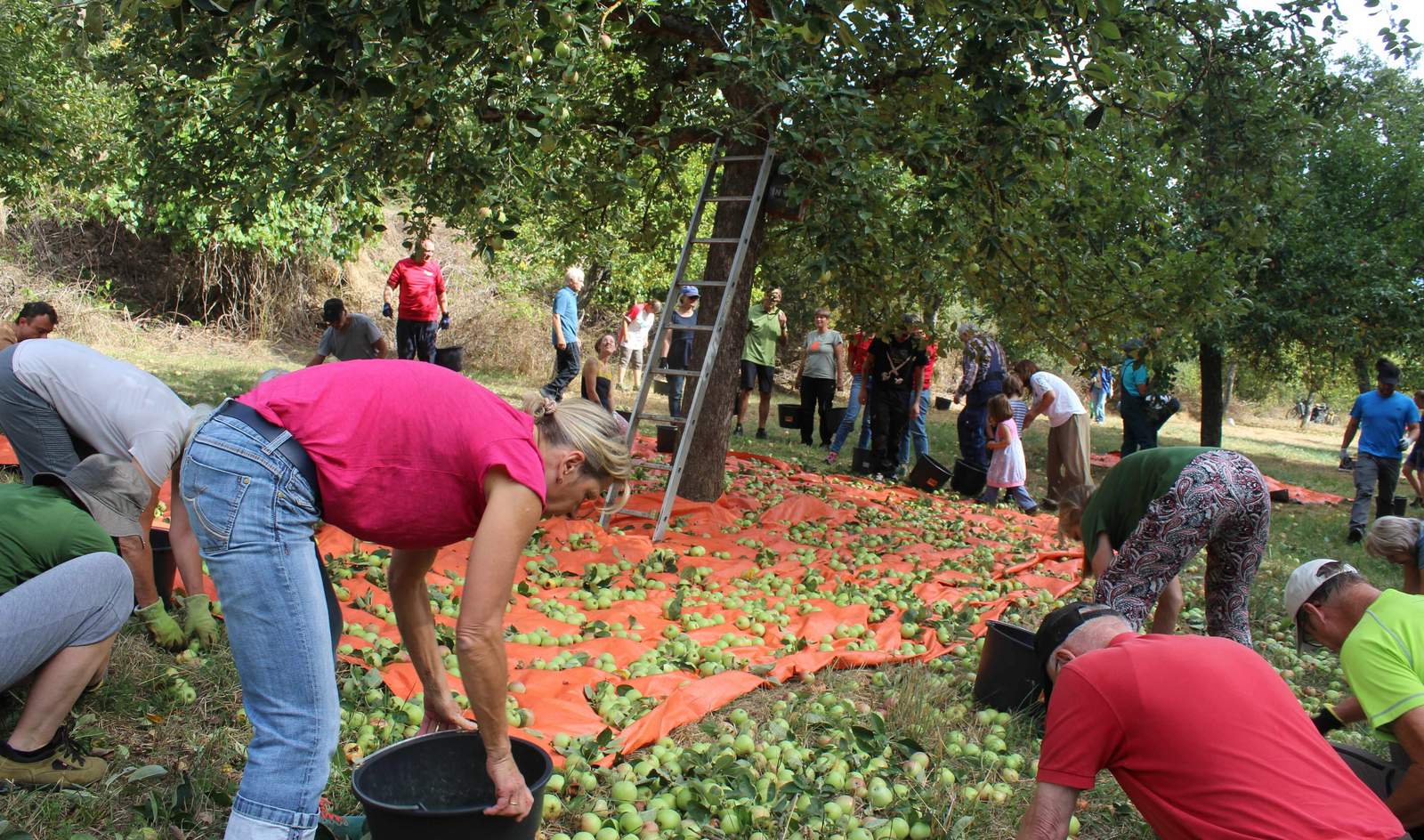 Rund 100 freiwillige Helfer beteiligten sich an der Apfelernte auf den Streuobstwiesen des NVS in der Südpfalz. 