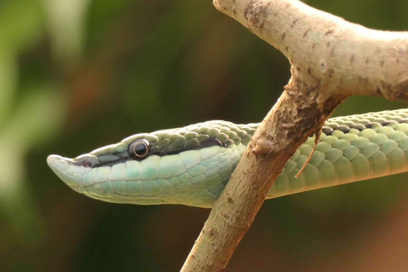 Mit der Zooschule in die Welt der Reptilien und Amphibien eintauchen. Hier eine Langnasenstrauchnatter. Foto. K. Blumer. Zoo LD. 