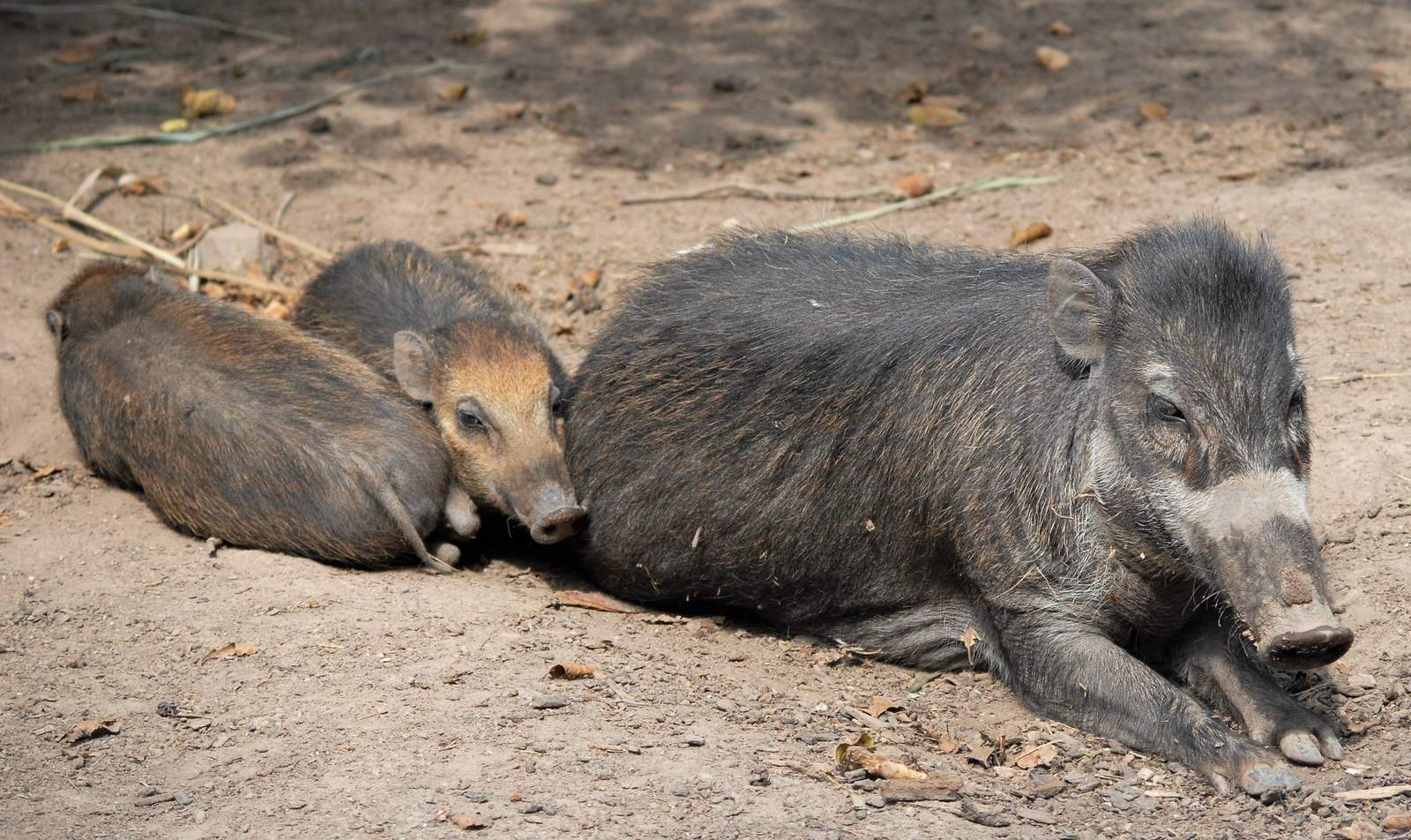 Die Erhaltungszucht in Zoos ist für das langfristige Überleben auch der bedrohten philippinischen Mähnenschweine von großer Bedeutung. Foto. Zoo. LD. 
