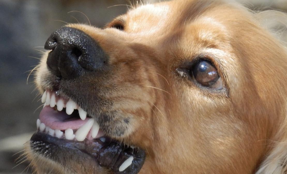 In Hainfeld hat ein Hund einen Gast an einem Weinausschank gebissen. Später dann einen wegen der Sache eingesetzten Polizisten. 